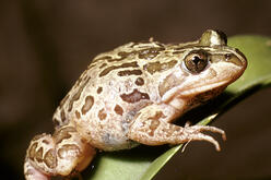 Closeup of a spotted marsh frog (Limnodynastes tasmaniensis) sitting on a leave