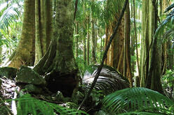 Wollumbin National Park formerly Mount Warning Rainforest Vegetation near start of Summit Track