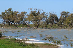 Foamy water is lapping at the shore of Dry Lake. Black-box trees are on the far side of the lake and there are waterbirds on the lake.