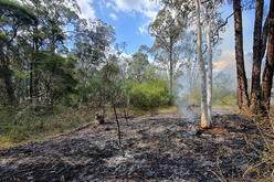 a section of forest that has recently been affected by fire. The ground is covered in blackened soil and ash, indicating the aftermath of the fire. There are still some small pockets of smoke rising from the ground, suggesting that the fire might have occurred recently. In the foreground, there are burnt plants and trees with their branches and leaves turned to ash. In contrast, the background shows green trees that appear untouched by the fire.