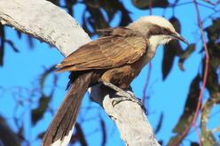 Angry looking bird with dramatic stripe across eye, perching on tree branch