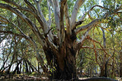 A wide tree with many strong branches rising from near its base, surrounded by smaller slender trees