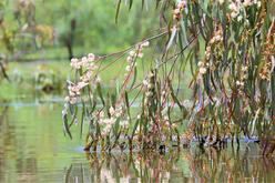 Close shot of fuzzy cream-coloured river red gum blossoms on a branch hanging low over the river with leaves gently touching the water