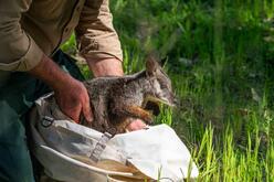 Ranger release wallaby from bag