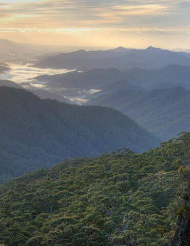 A panoramic view of World Heritage rainforest from the Point lookout in New England National Park 