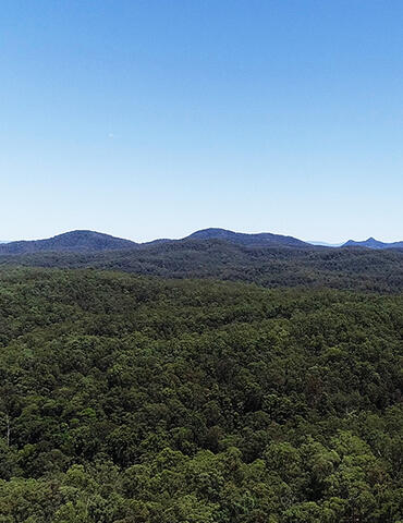 "A scenic view of Ngambaa Nature Reserve, featuring dense forested areas with tall trees and lush green foliage. The landscape is bathed in natural sunlight, highlighting the vibrant vegetation and peaceful atmosphere of the reserve.