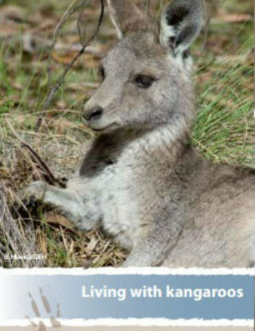 Eastern grey kangaroo (Macropus giganteus)