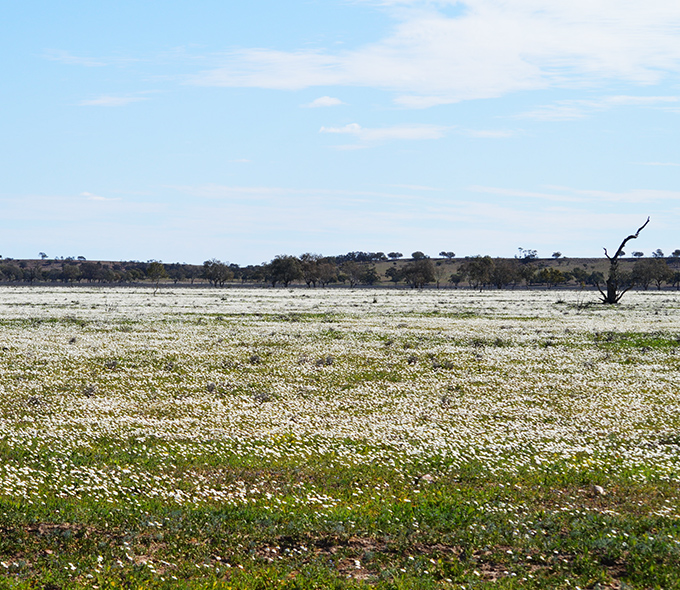 Field of wildflowers with a small mountain range in the background. 