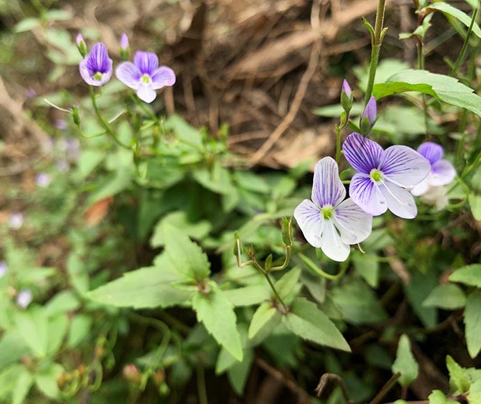 Small purple flowers