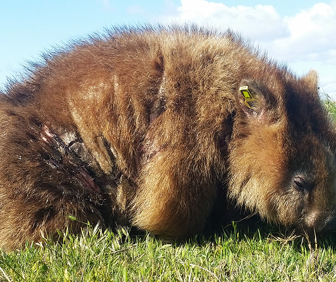 Wombat mange